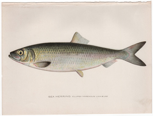 SEA HERRING Tahoe Trout